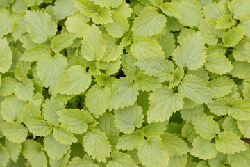 green fresh nettle leaves closeup