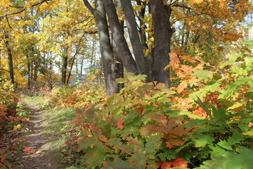 path in the forest in autumn with colorful leaves on trees