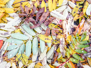 Bright, multicolored autumn foliage. Colorful leaves lie on the ground like a carpet. Great photo for the background.