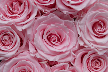 beautiful pink rose bouquet closeup