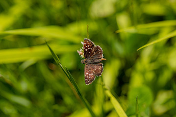 Nature