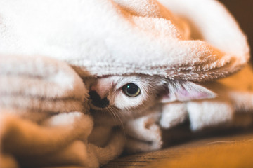 Cat hinding under blanket