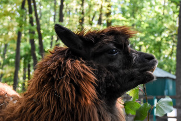 Closeup alpaca lama portrait outdoor