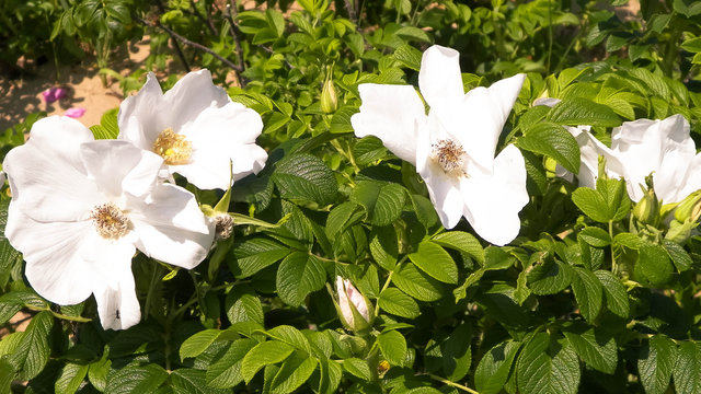 Close up of white, wild rose flofer.