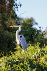 Brazil - Bonito and The Pantanal - See the Brazil Big 5 on your own jeep or safari adventure plus many more animals - Stork - long limbed and basking in the sunlight