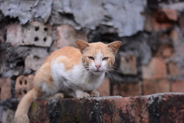 A wild cat on the wall