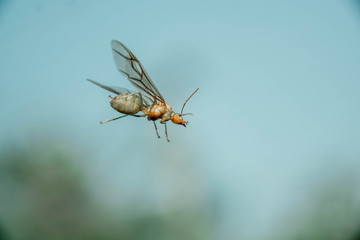A close-up of an ant queen.