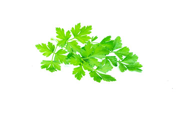 Tasty green leaves of parsley, fresh green plant, parsley bunch, vegetarian food, natural aromatic spice, isolated on white background