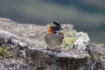 Brazil - Stunning National Park and City - wildlife, huge cliffs and beautifully preserved colonial churches - must visit!