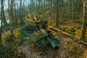 A fallen tree in a wood. Russia