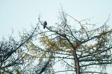 Bird of prey perched on top of pine.