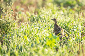 Pheasant juvenile between grass at dawn.