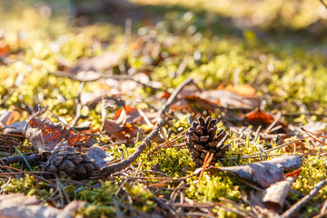A pine cone on a ground