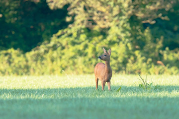 Roe deer in sunny meadow hears a sound.
