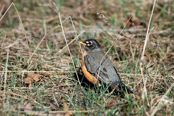 Robin on ground in early spring