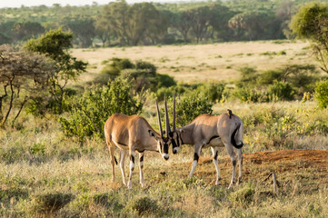 Naklejka na ściany i meble Oryx couple in the savannah of Samburu Park
