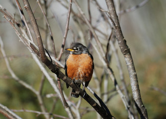 American Robin perched on branch
