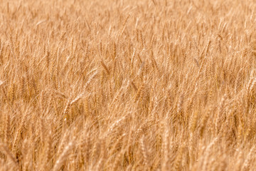 Golden ripe cereal, background, close-up