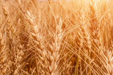 Golden ripe cereal, background, close-up