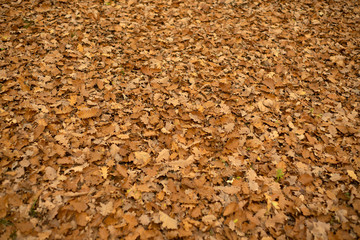 Orange oak autumn leaves background. Outdoor. Colorful backround image of fallen autumn leaves perfect for seasonal use. Space for text. Concept of life and change of generations. Change role
