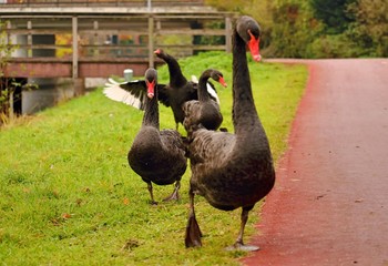 Fototapeta premium From all the most beautiful...