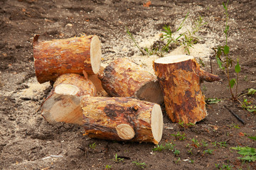 sawn off pieces of a tree trunk - obrazy, fototapety, plakaty