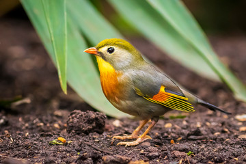 Leiothrix lutea Red-billed leiothrix or Japanese nightingale