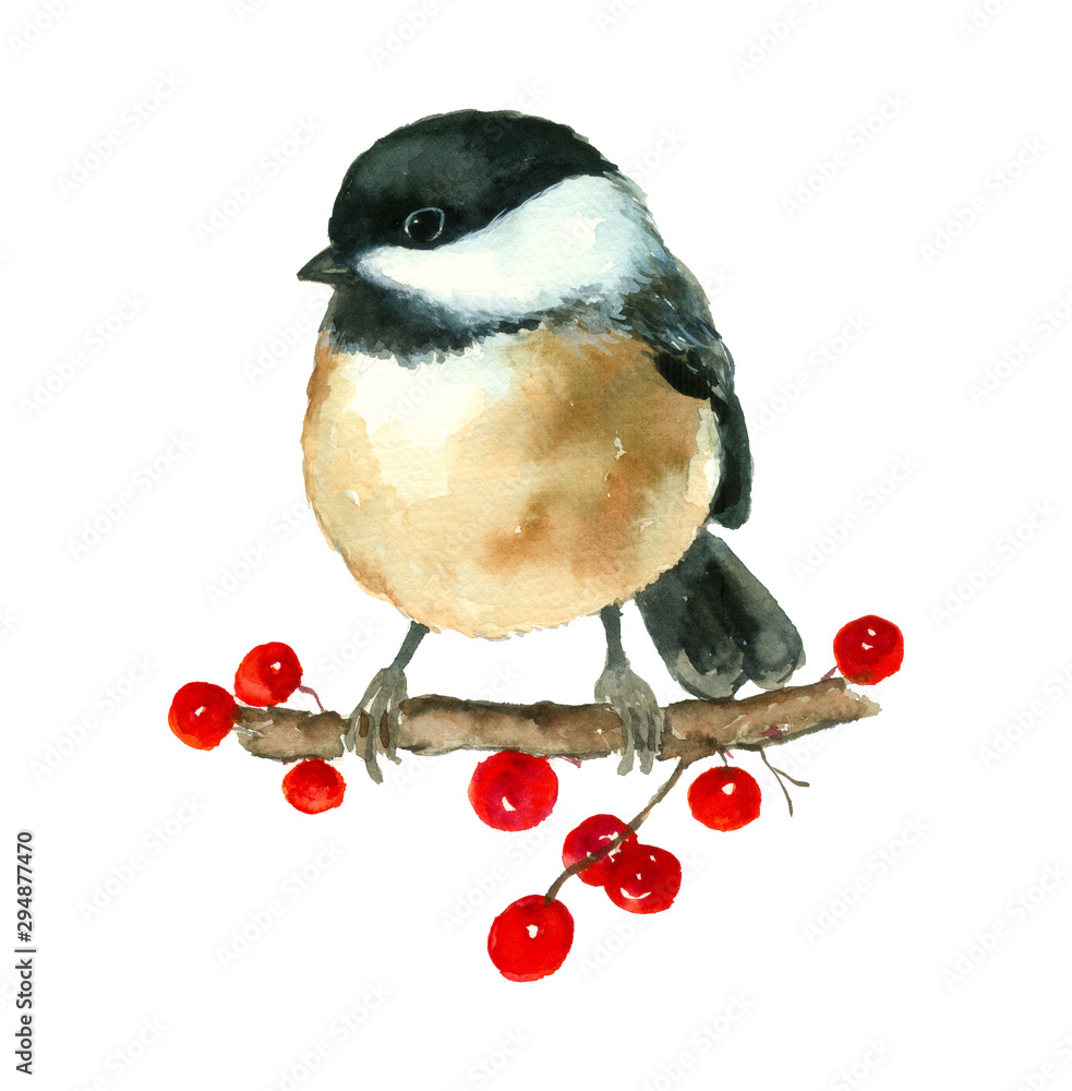 Wall mural Chickadee Tit Bird painting hand drawn watercolor art on branch with berries isolated on white background