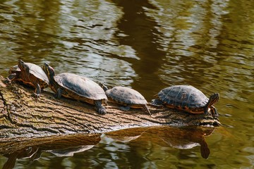 Natatorial turtles on a log...
