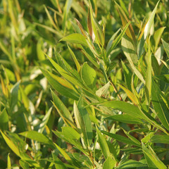 Background from a young green leafs in a sunny day