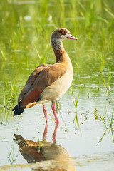 Egyptian goose Alopochen aegyptiacus on water