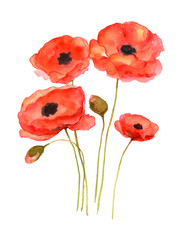 Red poppy art, watercolor painting hand drawn on isolated white background.