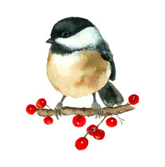 Chickadee Tit Bird painting hand drawn watercolor art on branch with berries isolated on white background © Kunrus