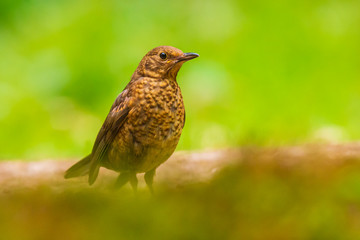 Common Blackbird female bird turdus merula perched in a green meadow