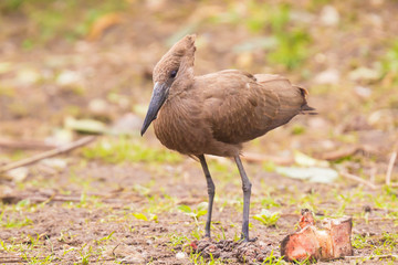 hamerkop Scopus umbretta