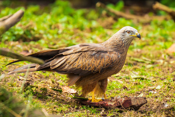 Black kite Milvus migrans eating
