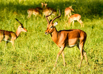 Impala antelope in the bush of Africa
