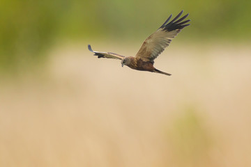 Male Western marsh harrier, Circus aeruginosus, hunting