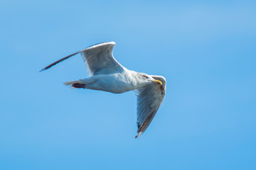 Gull flying above water