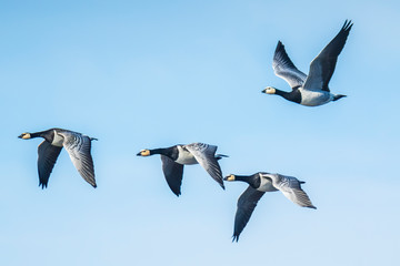 Canadian goose Branta canadensis in flight migrating