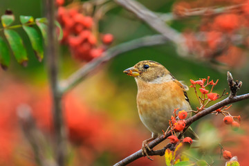 Brambling bird, Fringilla montifringilla, in winter plumage feeding berries