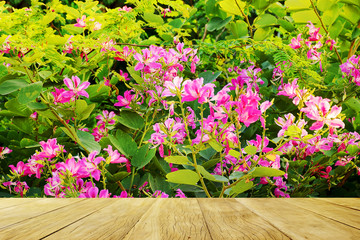 Empty top wooden table on beautiful pink flower blooming in garden, Purple Orchid Tree