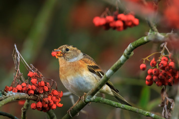 Brambling bird, Fringilla montifringilla, in winter plumage feeding berries