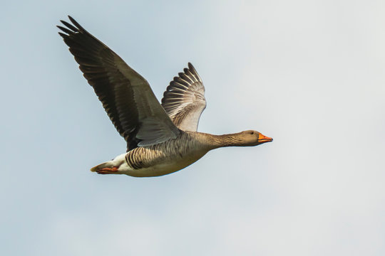 Greylag goose Anser Anser flight