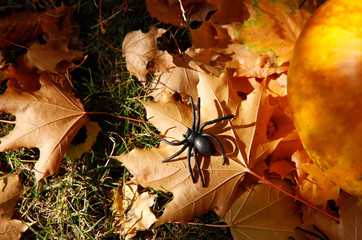 Black toy spider on a background of yellow autumn leaves and an orange pumpkin. Close-up, free space. Halloween concept.