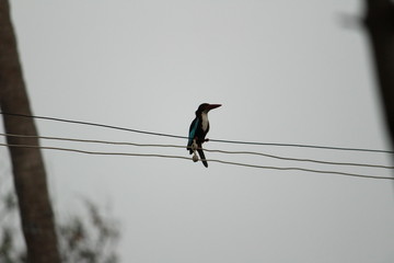 Woodpecker sitting in the electric wire