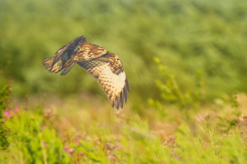 Common buzzard, Buteo buteo bird of prey , in flight, touching down and hunting