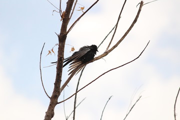 myna sitting in the rain on the electric wire