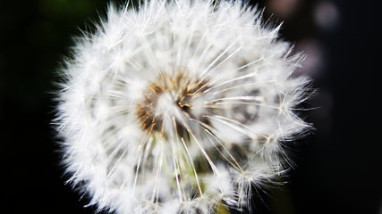 Dandelions are one of the most vital early spring nectar sources for a wide host of pollinators. The dried petals and stamens drop off, the bracts reflex, and the parachute ball open into full Sphere.