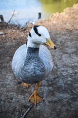 Closeup wild duck standing on the river bank on a beautiful sunny day